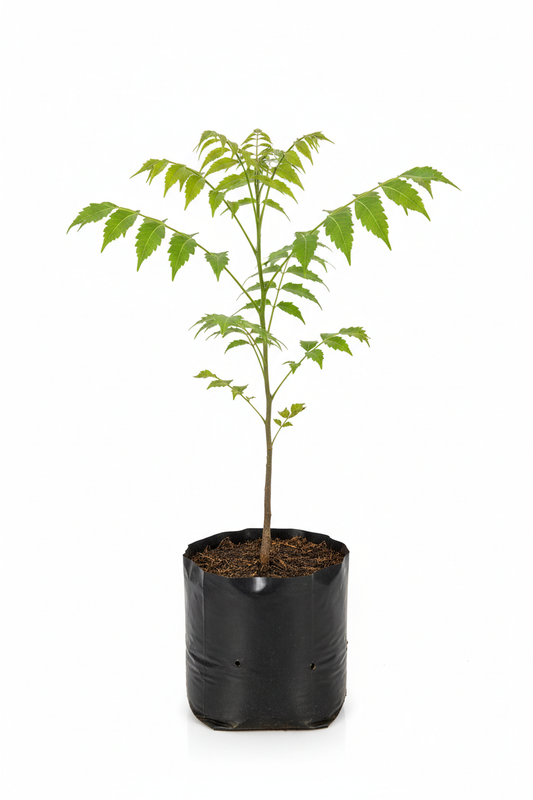 neem tree polythene bag studio image approx height 18 inches