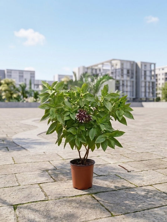 Niazbo Plant