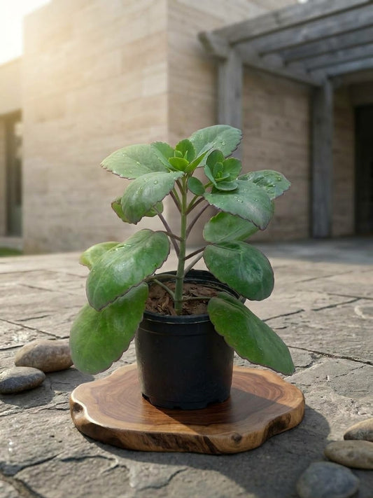 Patharchatta Plant