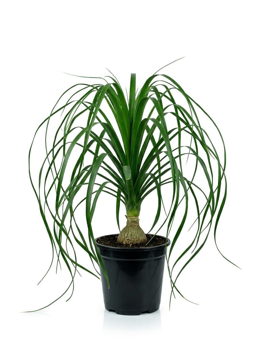Ponytail Palm