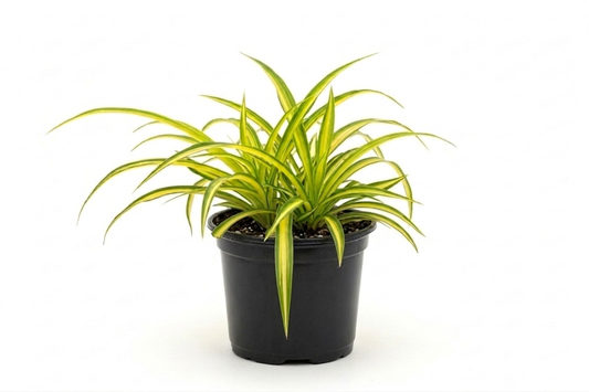 Pandanus Plant