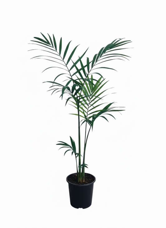 Cane Palm
