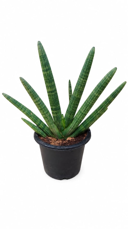 Starfish Sansevieria Plant