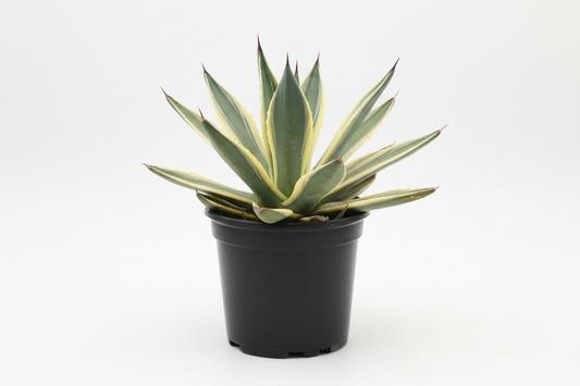Agave Americana Plant