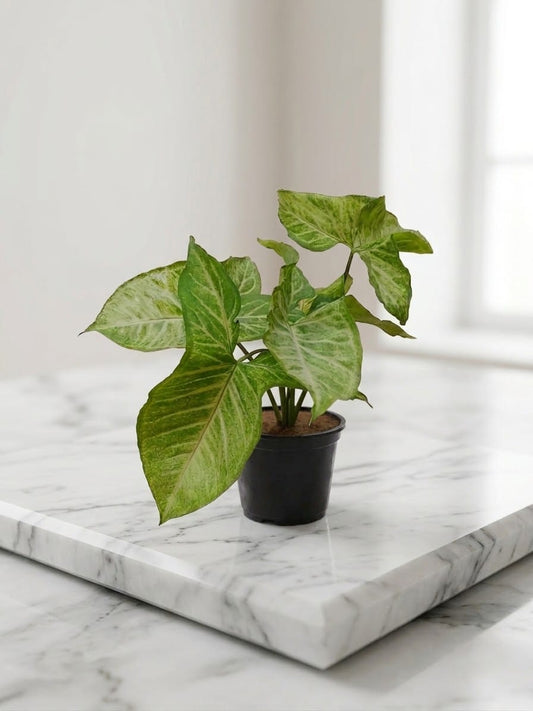 Syngonium Plant