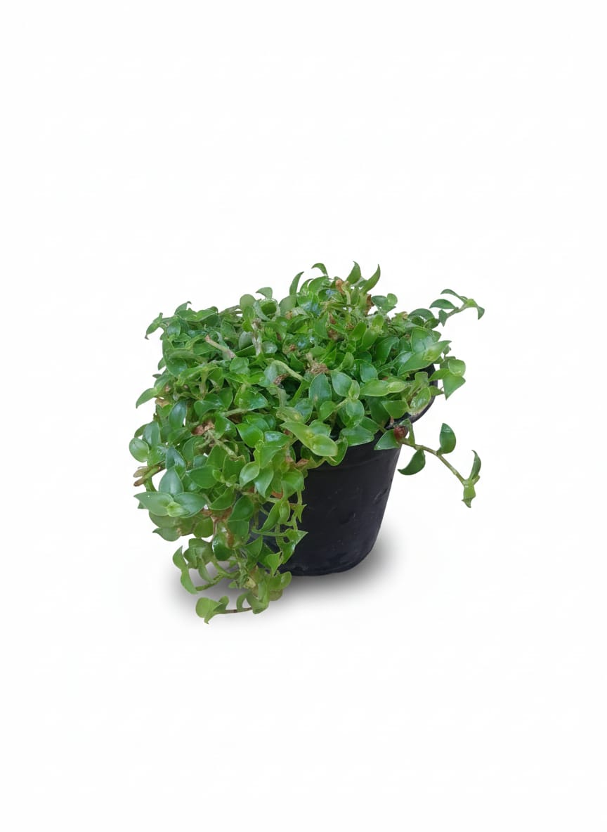 Turtle Vine – Karachi Plants