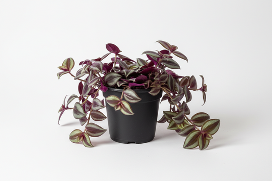 Wandering Jew