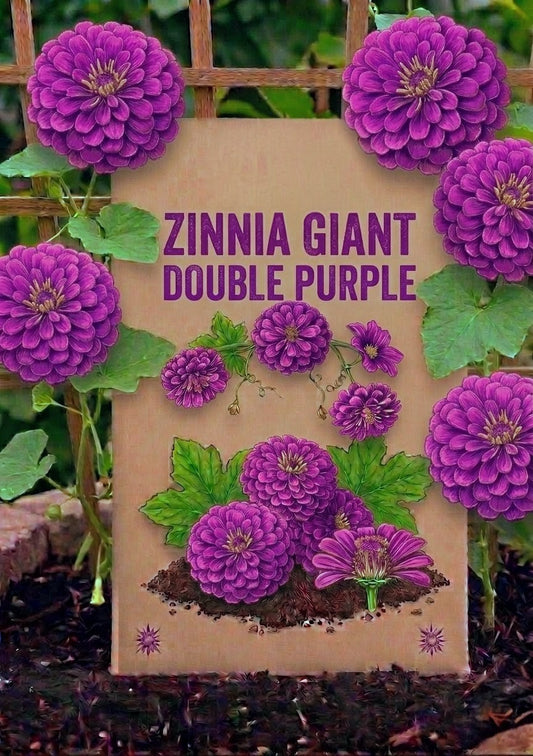 Zinnia Giant Double Purple