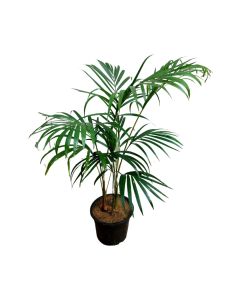 Areca palm