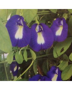 BUTTERFLY PEA BLUE CREEPER