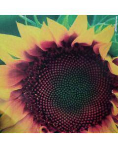 HELIANTHUS GOLDEN WITH BLACK DISK TALL