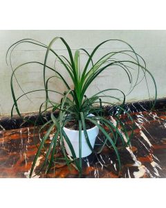 Pony Tail Palm