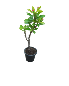 Euphorbia dwarf