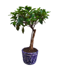 Ficus Plant