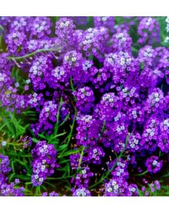 Alyssum royal carpet bright violet