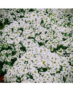 Alyssum Snow Cloth White