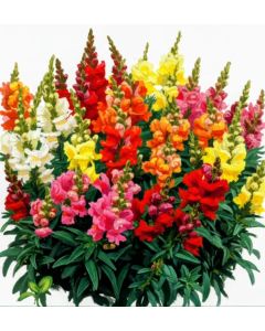 Antirrhinum flora carpet dwarf mixed