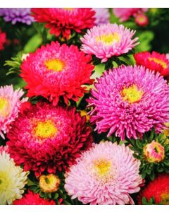 Aster Giants double mixed