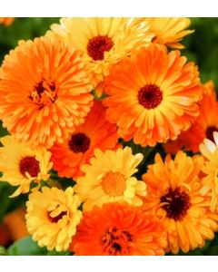 Calendula Fiesta Double Compact Dwarf