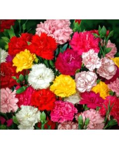 Carnation chabaud giant 