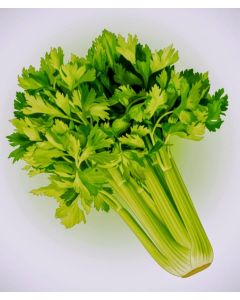 Celery Pascal