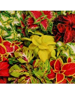 Coleus Blumei rainbow mixture