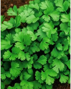 Coriander kandhary