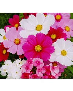 Cosmos large flowers sensation mixed