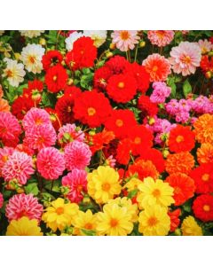 Dahlia Double Dware Mixed