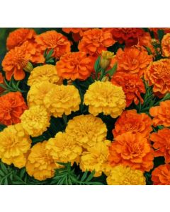 French Marigold double mixed