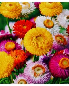 Helichrysum semi dwarf laurin