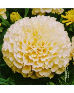Marigold American Vanilla