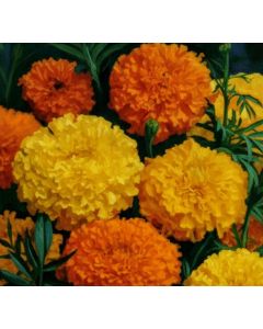 Marigold Tall giant perfecta mixed