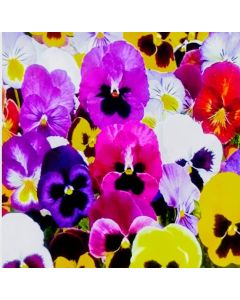 Pansy swiss giants finest mixed
