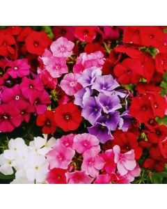 Phlox Paniculate grandiflora fine mixed