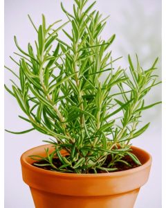 Rosemary 