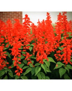 Salvia Tall earlybonfire