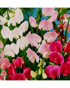 Sweet Peas Royal Family Mixed