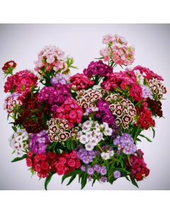 Sweet William double mixed
