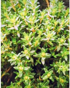 Thyme