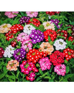 Verbena hybrida ideal mixed