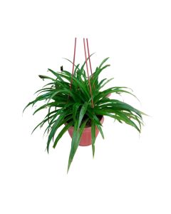 Chlorophytum in Hanging Pot