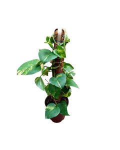 Money Plant Climbing Stick