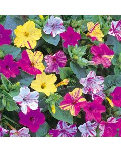 Mirabilis Jalapa