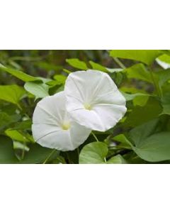 Moon Flower