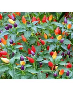 Ornamental Pepper Aladin Mixed