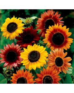 Sun Flower Mixed Distinto