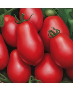 Tomato Rio Grande 