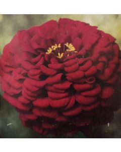 ZINNIA GIANT DOUBLE RED